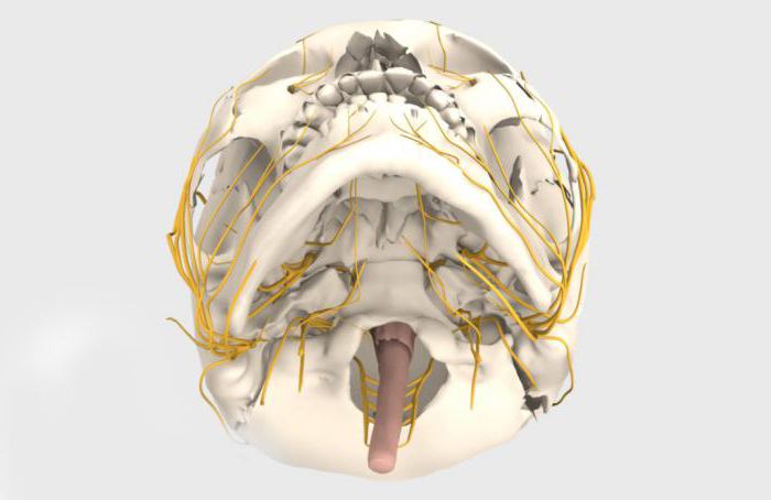 12 pares de nervos cranianos tabela de neurologia