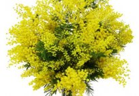 How to store cut Mimosa to extend the excitement of spring days?