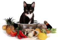 Грибок у кішки: симптоми і лікування