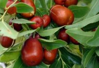Jujube - what is it? Jujube: benefits and harms