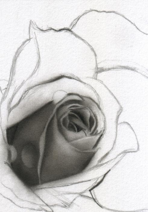 rysunki ołówkiem dla początkujących kwiaty