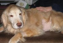 Ascite em cães: prognóstico e tratamento