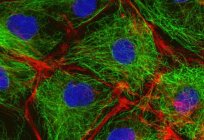 علم الخلايا - ما هو ؟ 