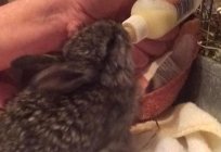 Antes de alimentar крольчат sin coneja