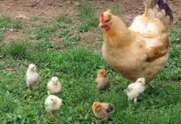 Los pollos - que dar de comer? Aprendemos