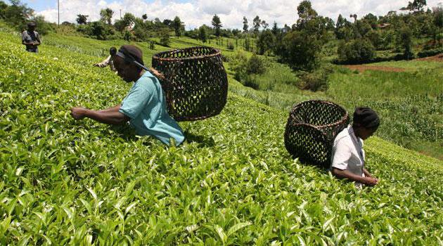 kenijski herbata