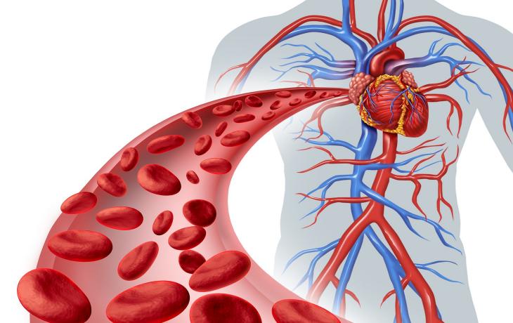 الشرايين والأوردة من دائرة كبيرة من الدم في الدورة الدموية