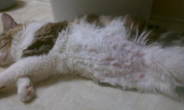 kot na brzuchu guz pod skórą pękła