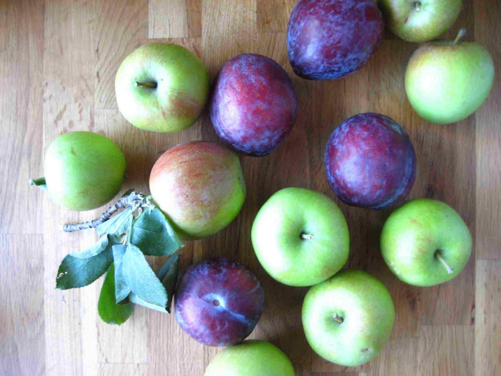 饮食接触性皮炎-梅子苹果和有用的
