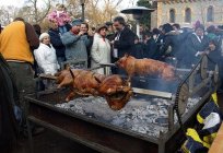 Mangalica المجرية (من سلالة الخنازير) - وصف الصور والتعليقات