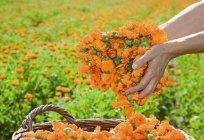 Terapia de caléndula - la flor que ha beneficiado