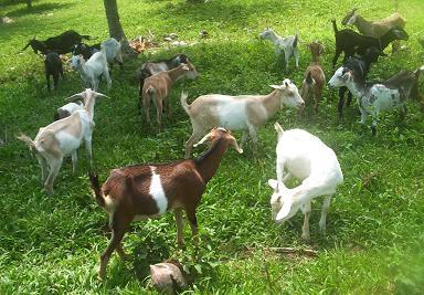 goats on a private farm breeding goats on a personal farmstead
