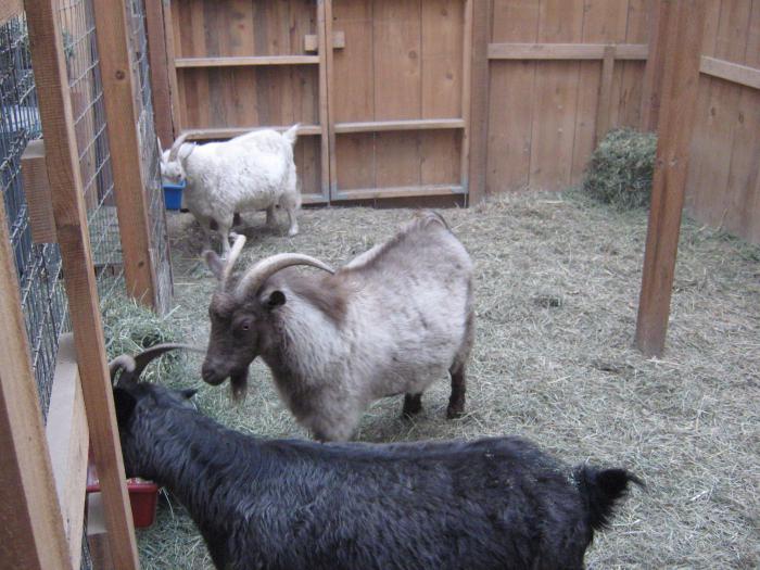 breeding goats on a personal farmstead