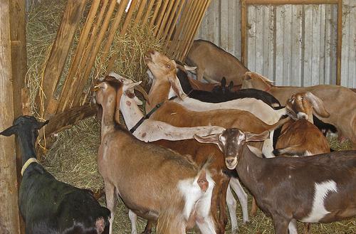 goats on a personal farmstead