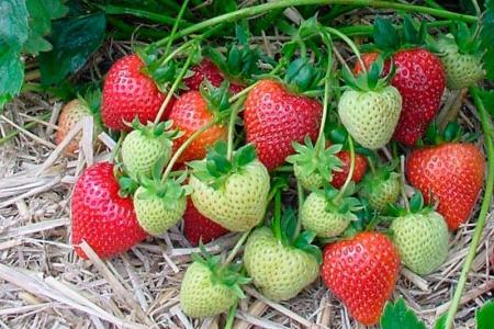 how to plant strawberries in autumn