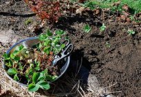 如何种植草莓在下降：土壤制，种植技术和庇护所的冬天