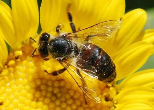 jak długo żyją pszczoły