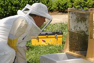 wie Bienen züchten