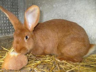 Burgundy rabbits breed