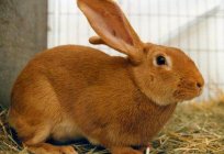 Burgundy rabbit: description, characteristics, content and reviews
