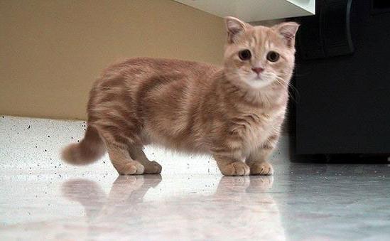 short-legged cats