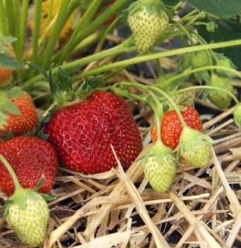 wie bereiten Sie die Erdbeeren für den Winter