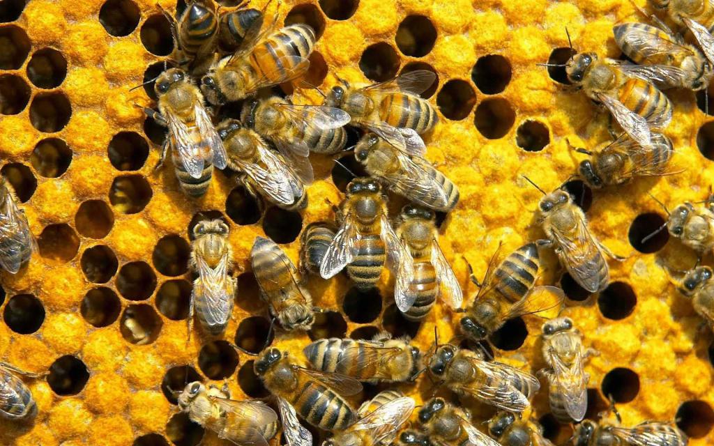 मधुमक्खी पालन के रूप में एक व्यापार