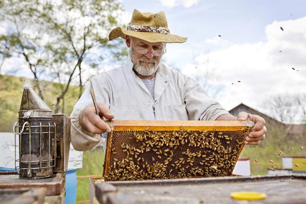 la apicultura, el plan de negocios