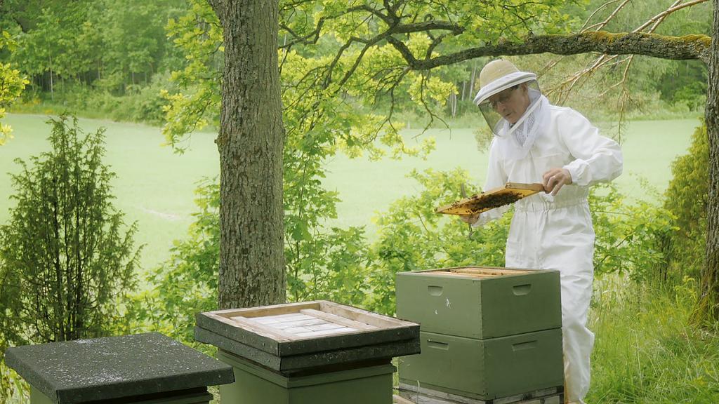 الأعمال مشروع تربية النحل