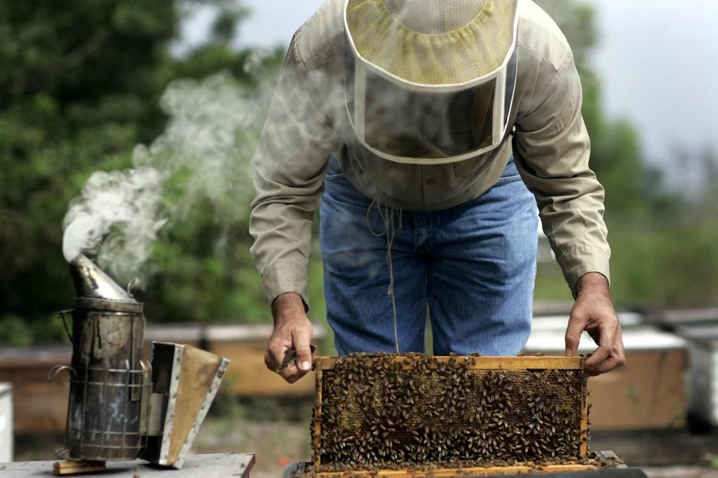 النحل هو تجارة مربحة