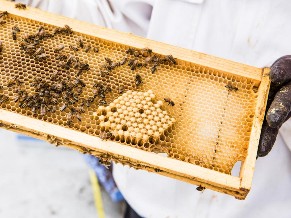خطة عمل على تربية النحل