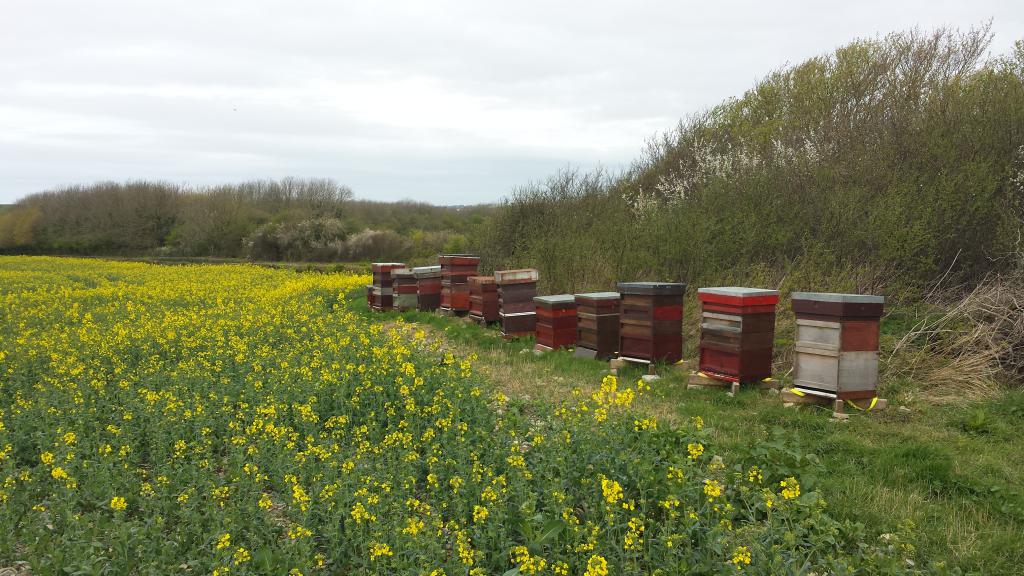 la apicultura como un negocio