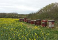 Beekeeping as a business: action plan and stages of organization