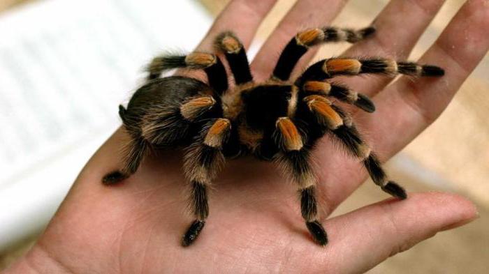 spider tarantula at home