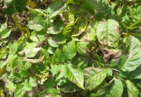 Late blight: the methods of struggle and prevention