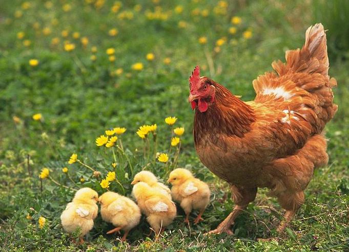 why do chickens peck eggs