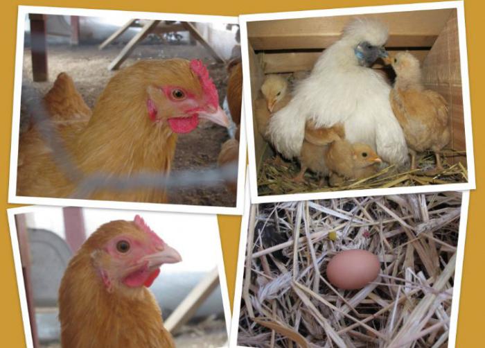 como curar galinhas bicar os ovos