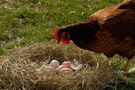 to chickens do not peck eggs