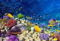 Coral bay: opis, cechy, charakter i ciekawe fakty
