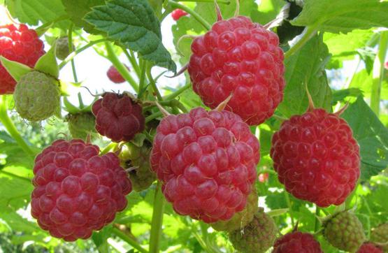 remontant varieties of raspberries for Siberia