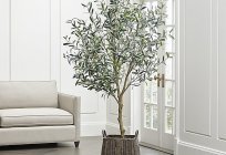 Як виростити оливкове дерево?
