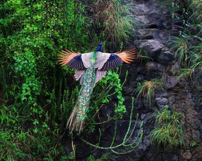 interpretación de los sueños de plumas de pavo real