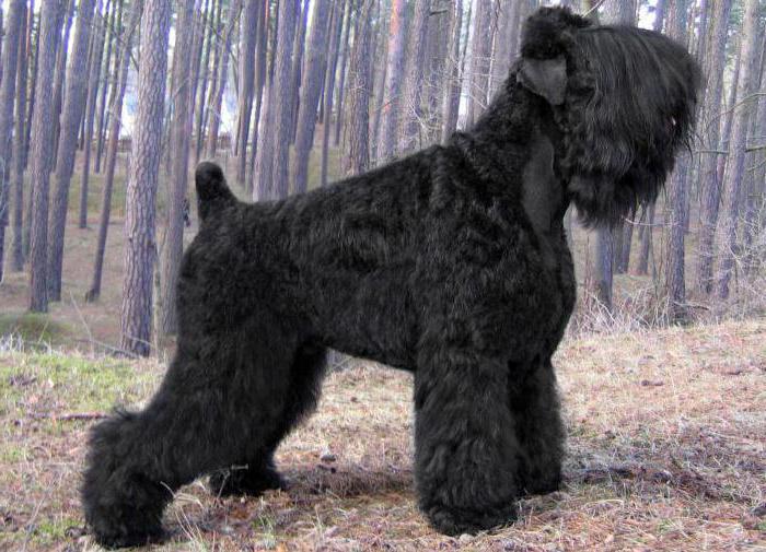 new dog breeds Russian