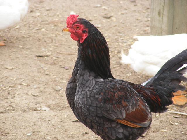 cornish galinhas