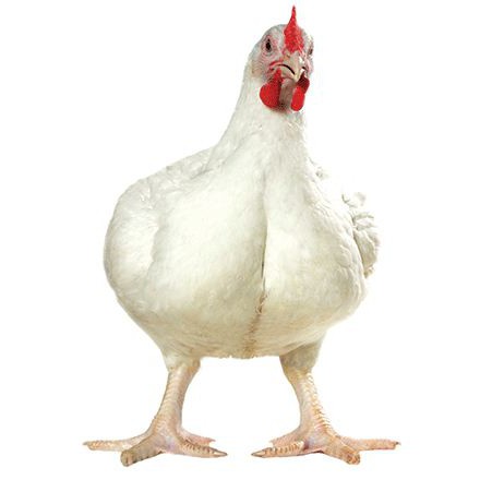 die Rasse der Cornish Hühner