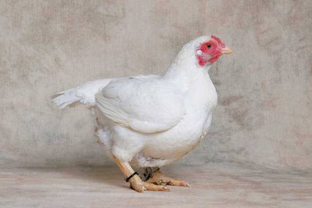 chickens white Cornish