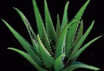 Wie verpflanzen Aloe richtig?