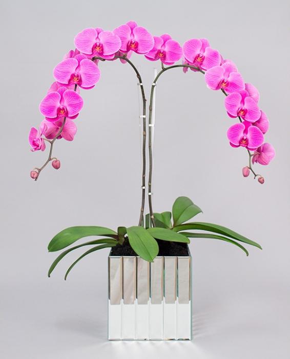 орхидея өсіру үй жағдайында