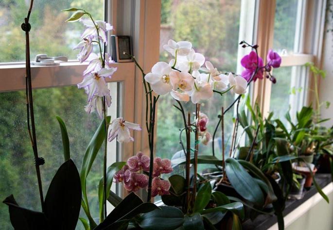 букет орхидея