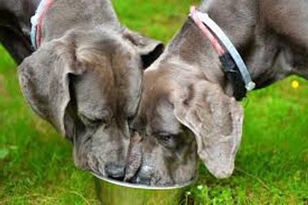 what cereals can be given to dogs of small breeds